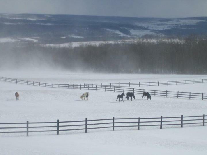 Letchworth Farm Nunda Exterior foto